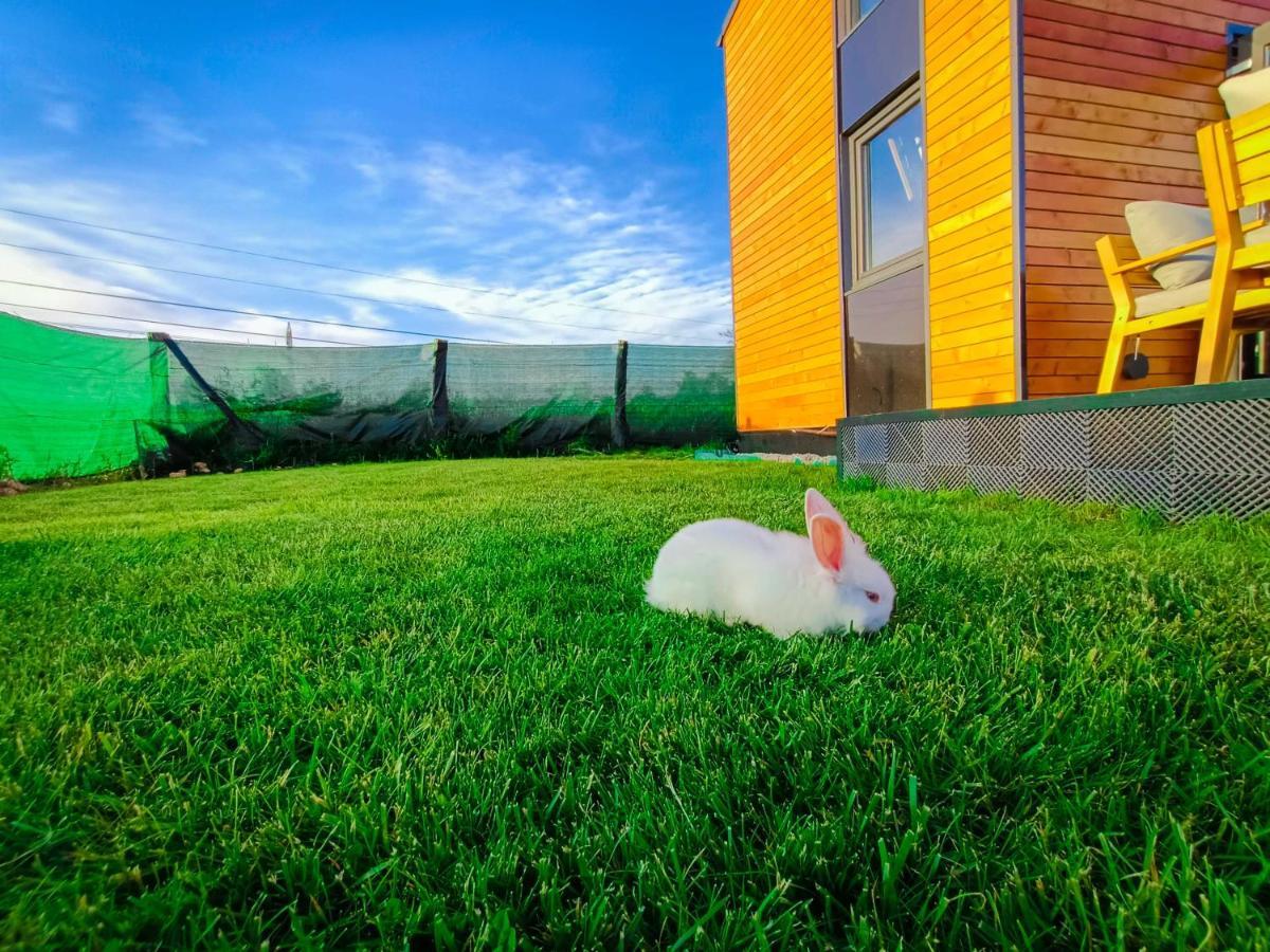 Tiny House - Baia de Fier Hotel Buitenkant foto